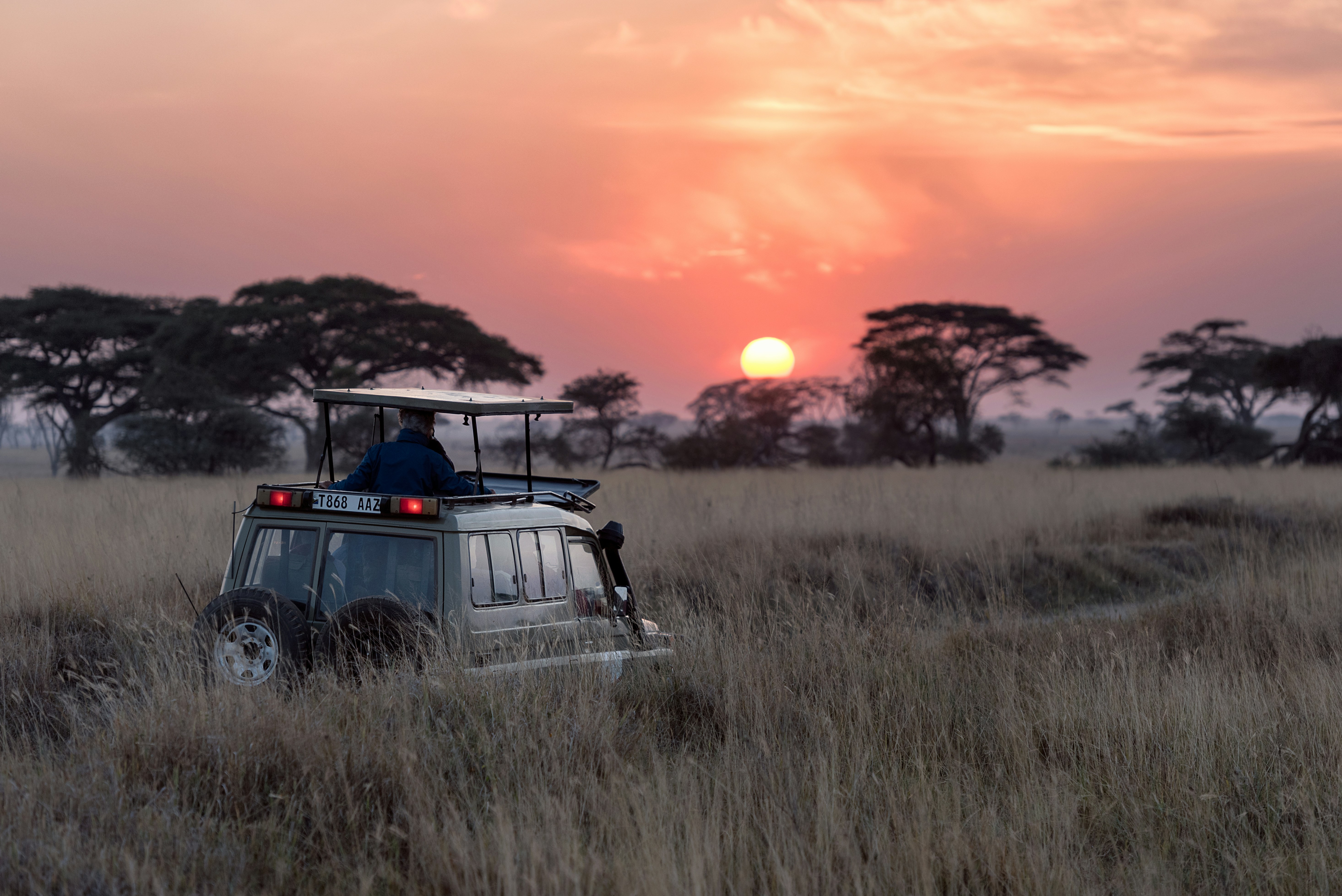 Tsavo Elephants